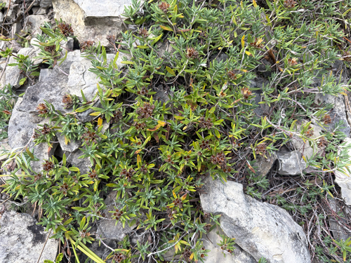 Teucrium montanum, photograph 3