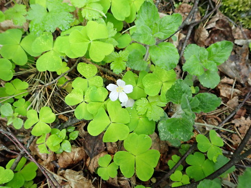 Paprastasis kiškiakopūstis