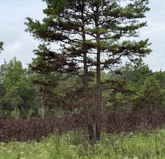 Pinus echinata