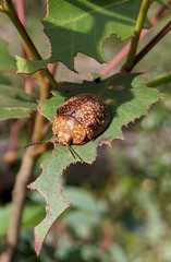 Paropsis variolosa