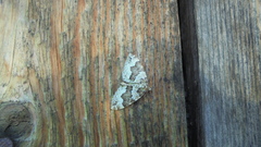 Lampropteryx suffumata