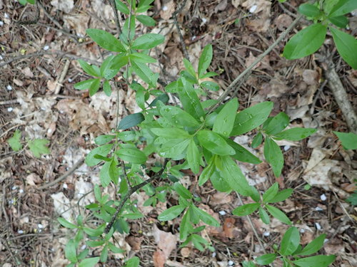 Paprastasis ligustras