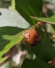 Paropsis variolosa