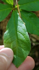 Rhododendron periclymenoides