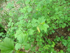 Ribes alpinum