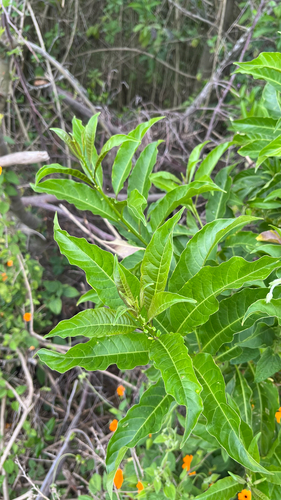 Cestrum laevigatum, photograph 2
