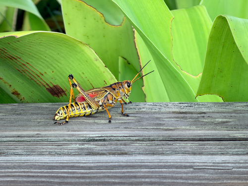 Eastern lubber grasshopper