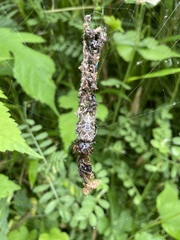 Cyclosa octotuberculata