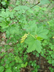 Ribes alpinum