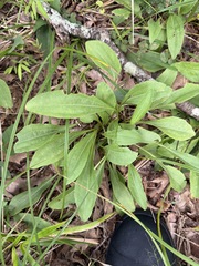 Echinacea laevigata, photograph (c) Brandon Corder, some rights reserved (CC BY)