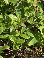 Helophilus eristaloidea