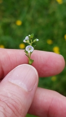 Veronica serpyllifolia serpyllifolia