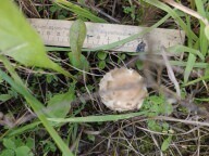 Shaggy Mane