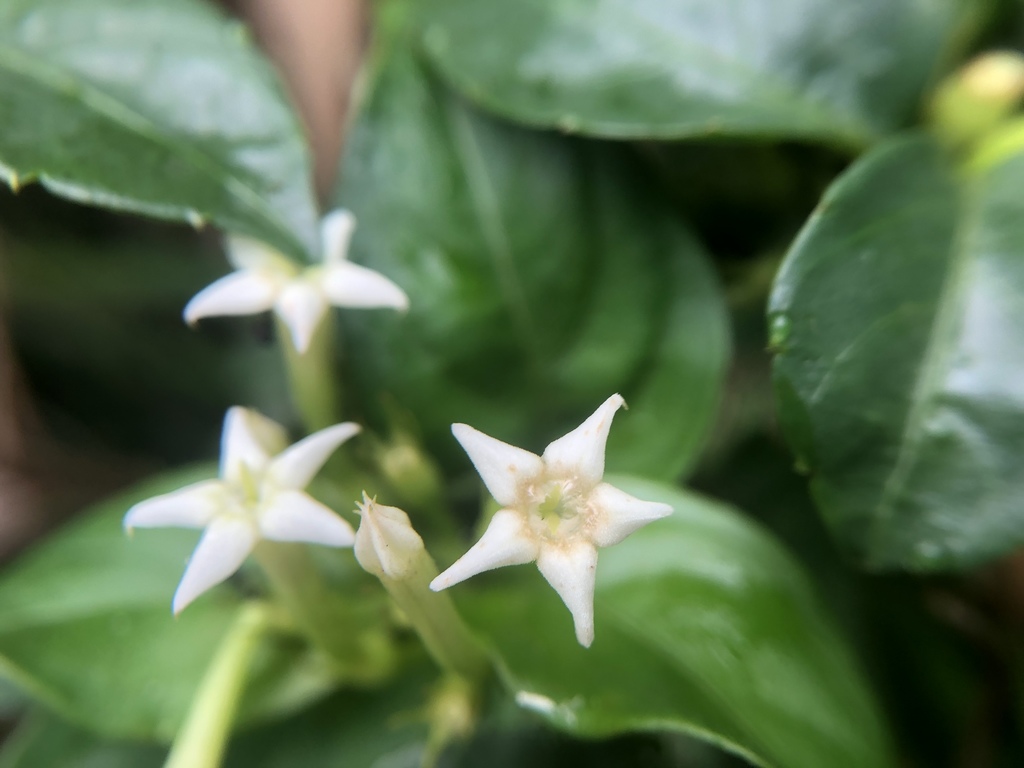 Bướm bạc – Mussaenda pubescens