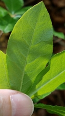 Rhododendron periclymenoides