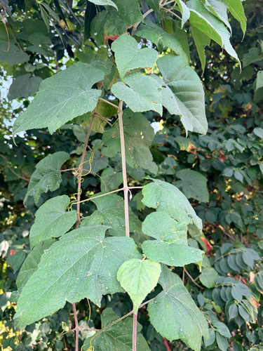 Vitis cinerea, photograph 2