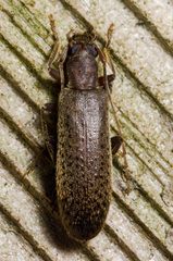 Sparedrus aspersus