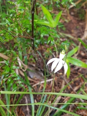 Caladenia picta