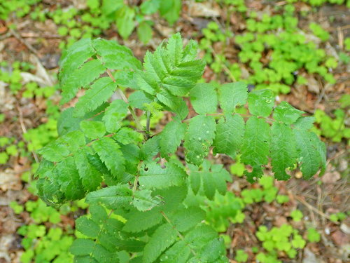 Paprastasis šermukšnis