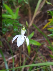 Caladenia picta