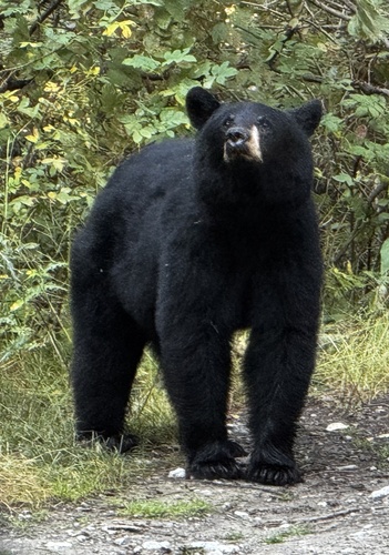Black Bear sighting near Brisco Rd