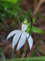 Caladenia picta