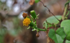 Senecio quinquelobus