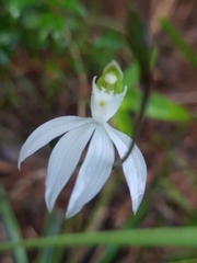Caladenia picta