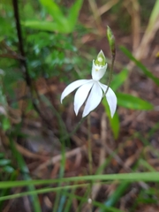 Caladenia picta