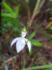 Caladenia picta
