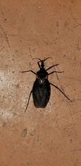 Triatoma gerstaeckeri
