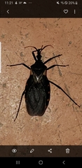 Triatoma gerstaeckeri