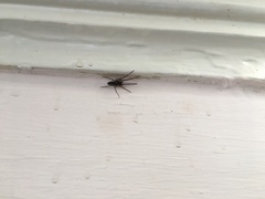 Segestria senoculata