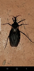 Triatoma gerstaeckeri