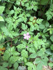 Geranium robertianum