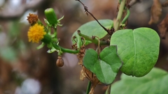 Senecio quinquelobus