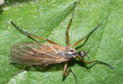 Empis trigramma