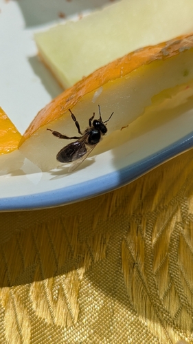Western Honey Bee