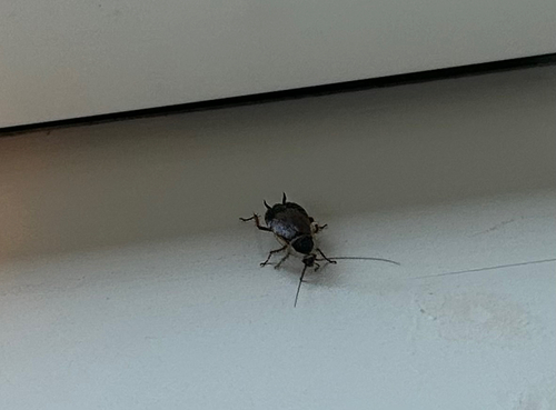 Forest Cockroach