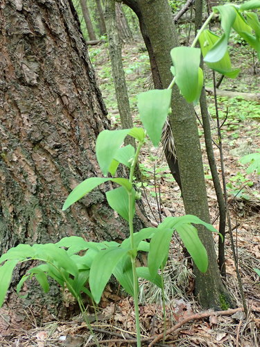 Daugiažiedė baltašaknė