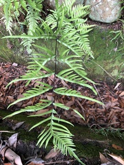 Pteris semipinnata