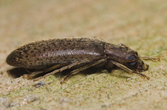 Sparedrus aspersus
