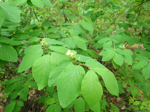 Paprastasis sausmedis