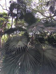 Thrinax radiata