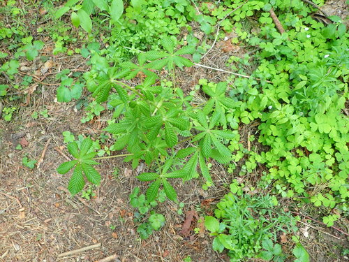 Paprastasis kaštonas