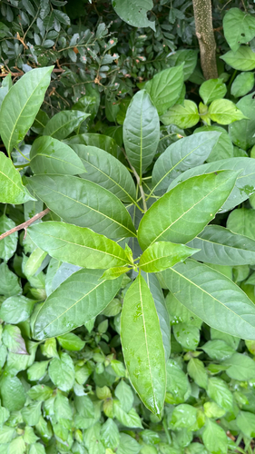 Cestrum laevigatum