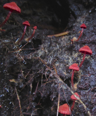 Dermocybe