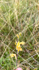 author not stated, no rights reserved Tritonia gladiolaris, photograph author not stated, no rights reserved
