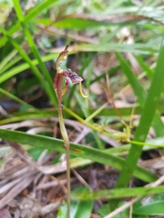 Chiloglottis diphylla