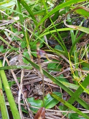 Chiloglottis diphylla